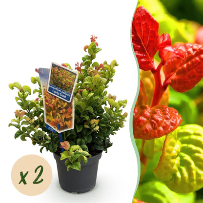 Green boutiQ - Tuinplant - Leucothoe Curly Gold - Geel - 2 Planten - Groenblijvend - Weinig Onderhoud - Pot 17cm Hoogte 40cm