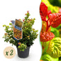Green boutiQ - Tuinplant - Leucothoe Curly Gold - Geel - 2 Planten - Groenblijvend - Weinig Onderhoud - Pot 17cm Hoogte 40cm