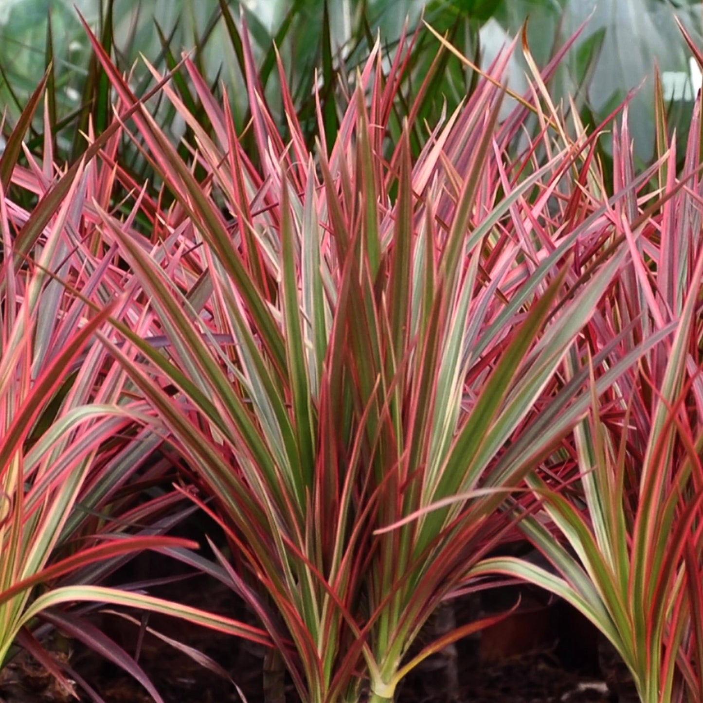 Green BoutiQ - Green is... Kamerplanten - Dracaena Magenta - Drakenbloedboom - Weinig onderhoud - met mand - Groen - 1 Plant - Pot 17cm - Hoogte 70-80cm