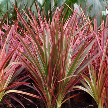 Green BoutiQ - Green is... Kamerplanten - Dracaena Magenta - Drakenbloedboom - Weinig onderhoud - met mand - Groen - 1 Plant - Pot 17cm - Hoogte 70-80cm