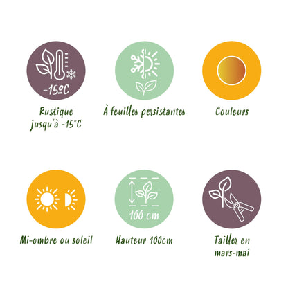 Green boutiQ - Tuinplant - Leucothoe Curly Gold - Geel - 2 Planten - Groenblijvend - Weinig Onderhoud - Pot 17cm Hoogte 40cm