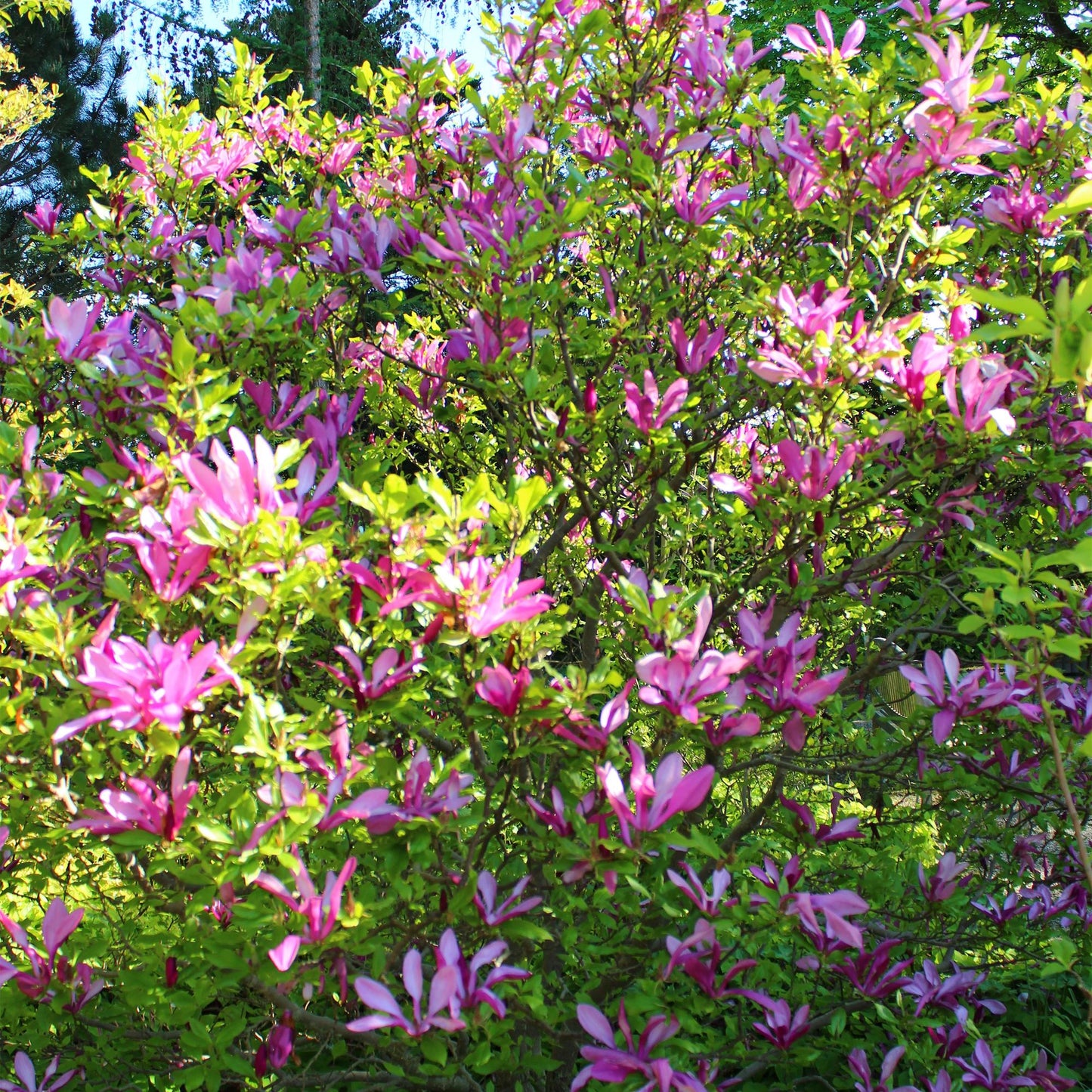 Green boutiQ - Heesters -  Magnolia Susan  - Bloemen Donker Roze - 1 plant - bladverliezend - weinig onderhoud - pot 17cm hoogte 45cm