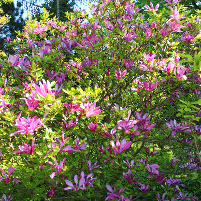 Green boutiQ - Heesters -  Magnolia Susan  - Bloemen Donker Roze - 1 plant - bladverliezend - weinig onderhoud - pot 17cm hoogte 45cm