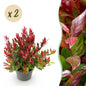 Green boutiQ - Tuinplant - Leucothoe Little Flame - Rood - 2 Planten - Groenblijvend - Weinig Onderhoud - Pot 17cm Hoogte 40cm
