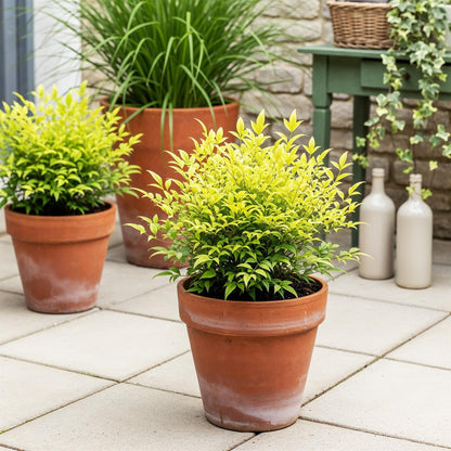 Green boutiQ - Tuinplant - Nandina Lemon & Lime - Geel - 2 Planten - Groenblijvend - Weinig Onderhoud - Pot 17cm Hoogte 45cm