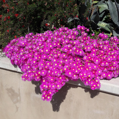 Green boutiQ - Bodembekker - Winterhard - Delosperma - 4 Planten - Kleuren Rood - Geel - Paars - Roze - Weinig Onderhoud - Pot 14 Hoogte 17
