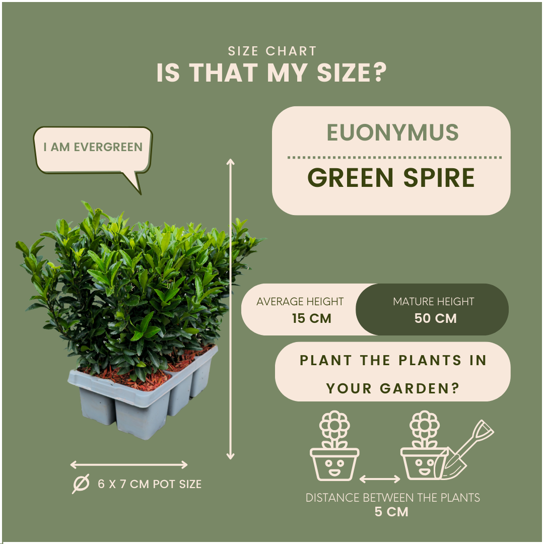 6 x Euonymus 'Green Spire' - 6 x Ø 7 cm - ↨ 15 cm