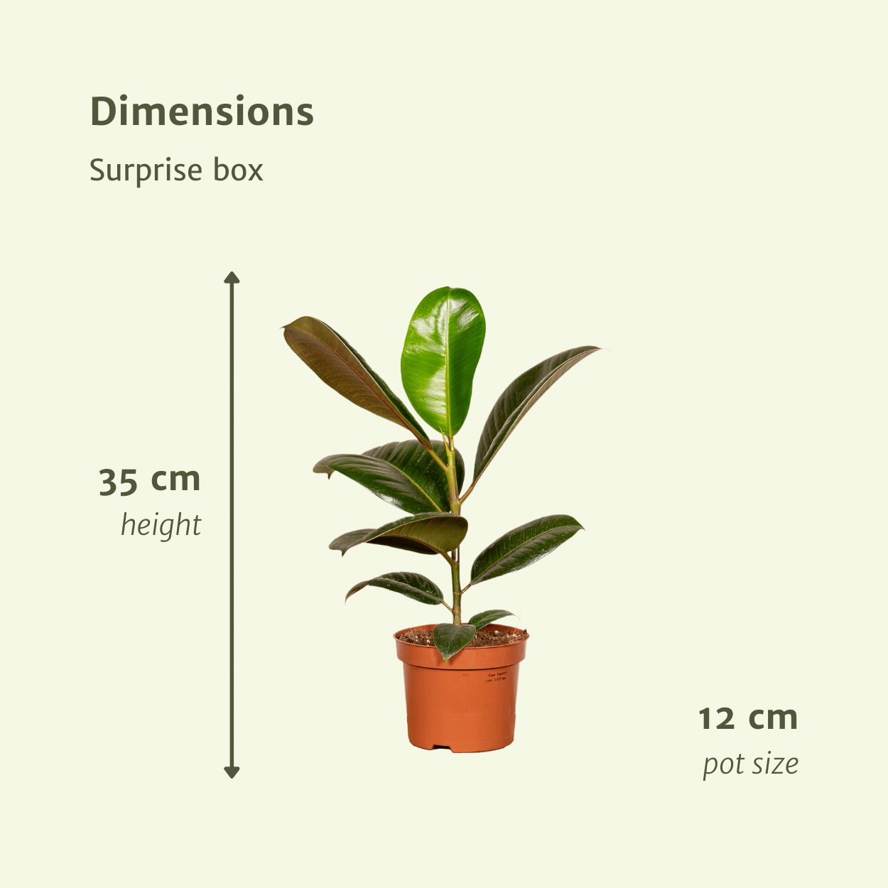 Verrassingsbox - Ø12cm - ↕25cm - x10