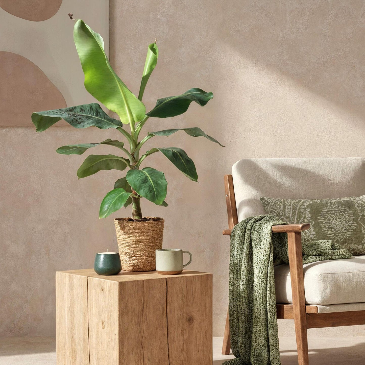 Green BoutiQ - Green is... Kamerplanten - Musa acuminata Dwarf Cavendisch - Bananenplant - Weinig onderhoud - Groen - 1 Plant - Pot 21cm - Hoogte 70-75cm