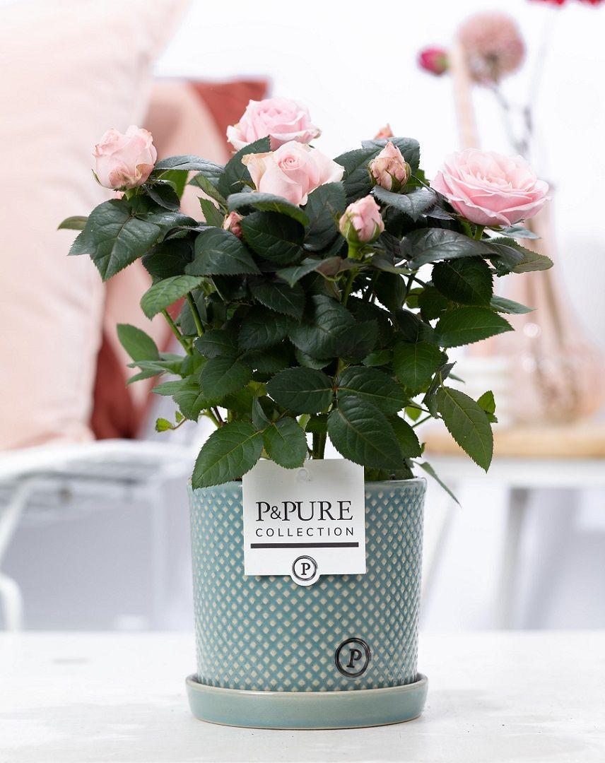 Rosa Light Pink In P&PURE Lauren Ceramics - Ø12cm - ↕30cm