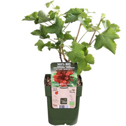 3 x Biologische Kruisbessenplanten - Ø 13 cm - ↨ 20 cm
