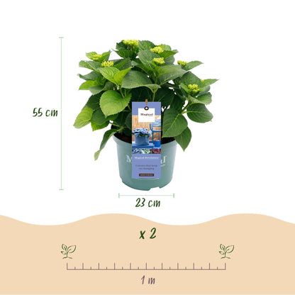 Green boutiQ - Terrasplant - Hortensia - Hydrangea Magical Revolution Blue - Blauw - 6-10 Bloemen - 2 Planten - Pot 23cm Hoogte 55cm