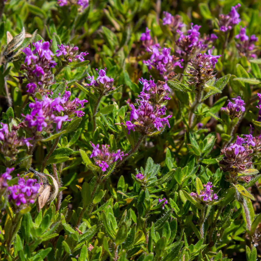 6x thymus serpyllum - ↕10-25cm - Ø9cm