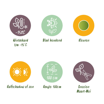 Green boutiQ - Tuinplant - Nandina Lemon & Lime - Geel - 1 Plant - Groenblijvend - Weinig Onderhoud - Pot 17cm Hoogte 45cm