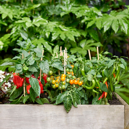 Rode plukgroente mix van 3 planten - Cherry tomaat - Rode snack paprika - Rode hete peper plant - Ø 14 cm - ↨ 45 cm