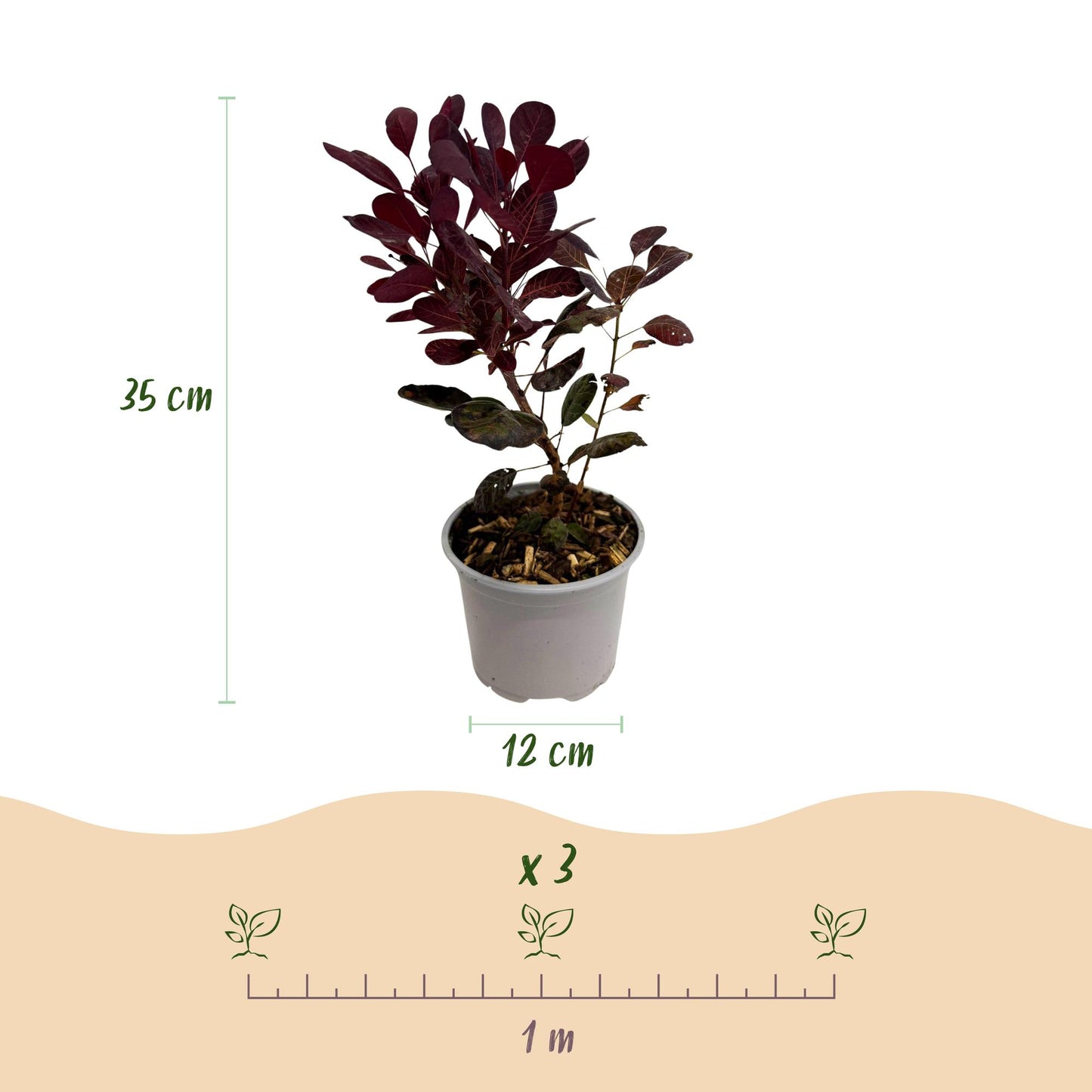 Green boutiQ - Tuinplant - Cotinus coggyria Lilla - Paars 1 Plant - Bladverliezend - Weinig Onderhoud - Pot 12cm Hoogte 35cm