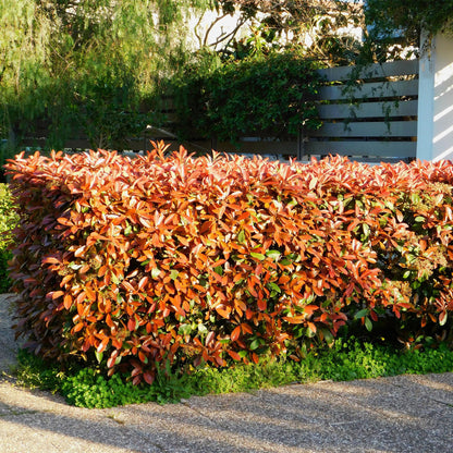 Green boutiQ - Haagplanten - Photinia Little Red Robin - Blad Rood - 8 Planten - 1 Strekkende Meter - Groenblijvend - Pot 9cm Hoogte 30-35cm