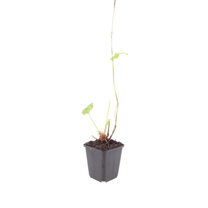 6x Persicaria bistorta 'Superba' - ↕10-25cm - Ø9cm