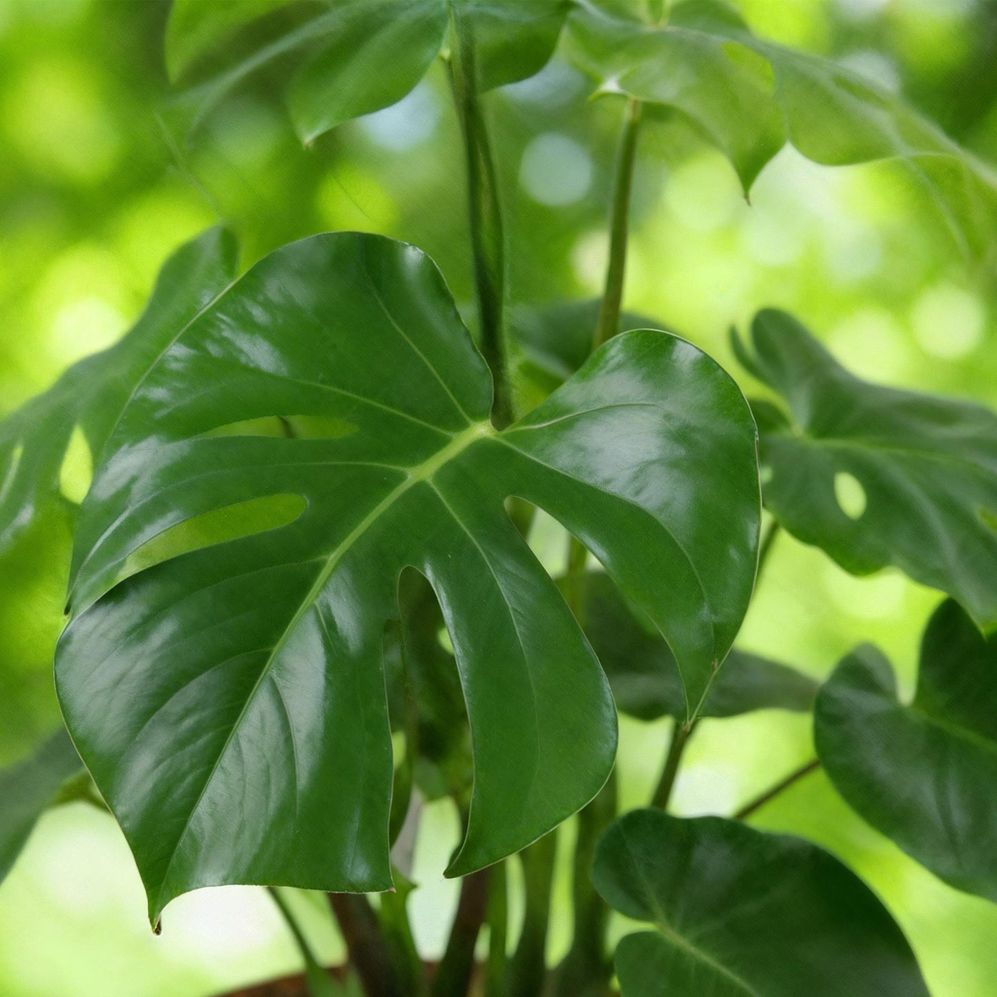 Green BoutiQ - Green is... Kamerplanten - Monstera Deliciosa - Gatenplant - Weinig onderhoud - met mand - Groen - 1 Plant - Pot 21cm - Hoogte 70-80cm
