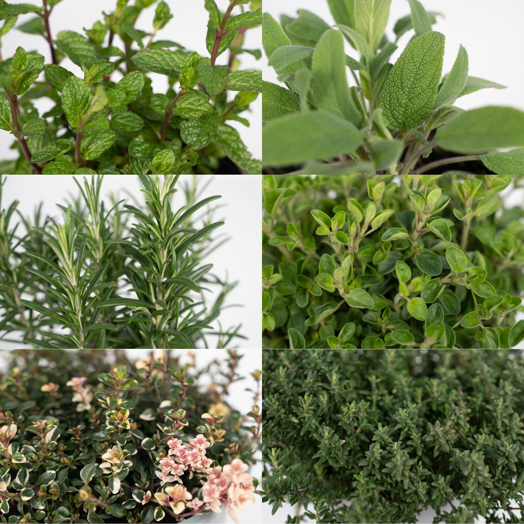 Tuinkruiden Mix (1 stuk) - Ø14cm - ↕18cm