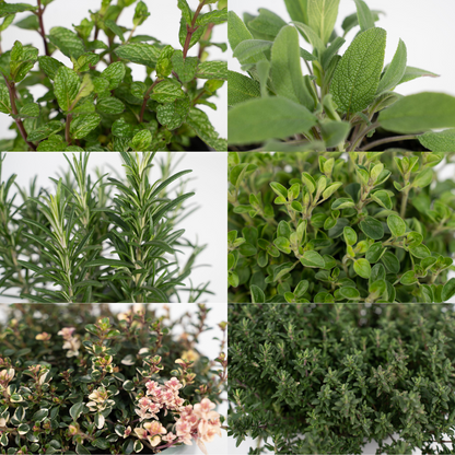 Tuinkruiden Mix (1 stuk) - Ø14cm - ↕18cm