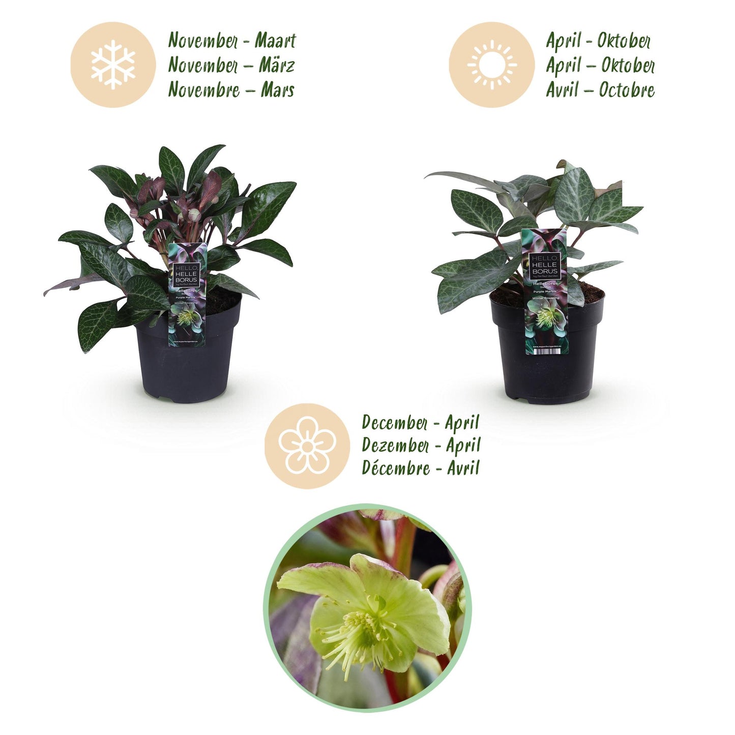 Green boutiQ - Tuinplant - Lenten Rose - Helleborus lividus Purple Marble - Paarse Bloem -2 Planten - Groenblijvend - Pot 14cm Hoogte 35cm
