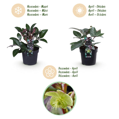 Green boutiQ - Tuinplant - Lenten Rose - Helleborus lividus Purple Marble - Paarse Bloem -2 Planten - Groenblijvend - Pot 14cm Hoogte 35cm