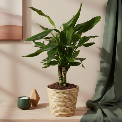 Green BoutiQ - Green is... Kamerplanten - Dracaena fragrans Steudneri - Drakenbloedboom - Weinig onderhoud - Groen - 2 Planten - Pot 17cm - Hoogte 50-55cm