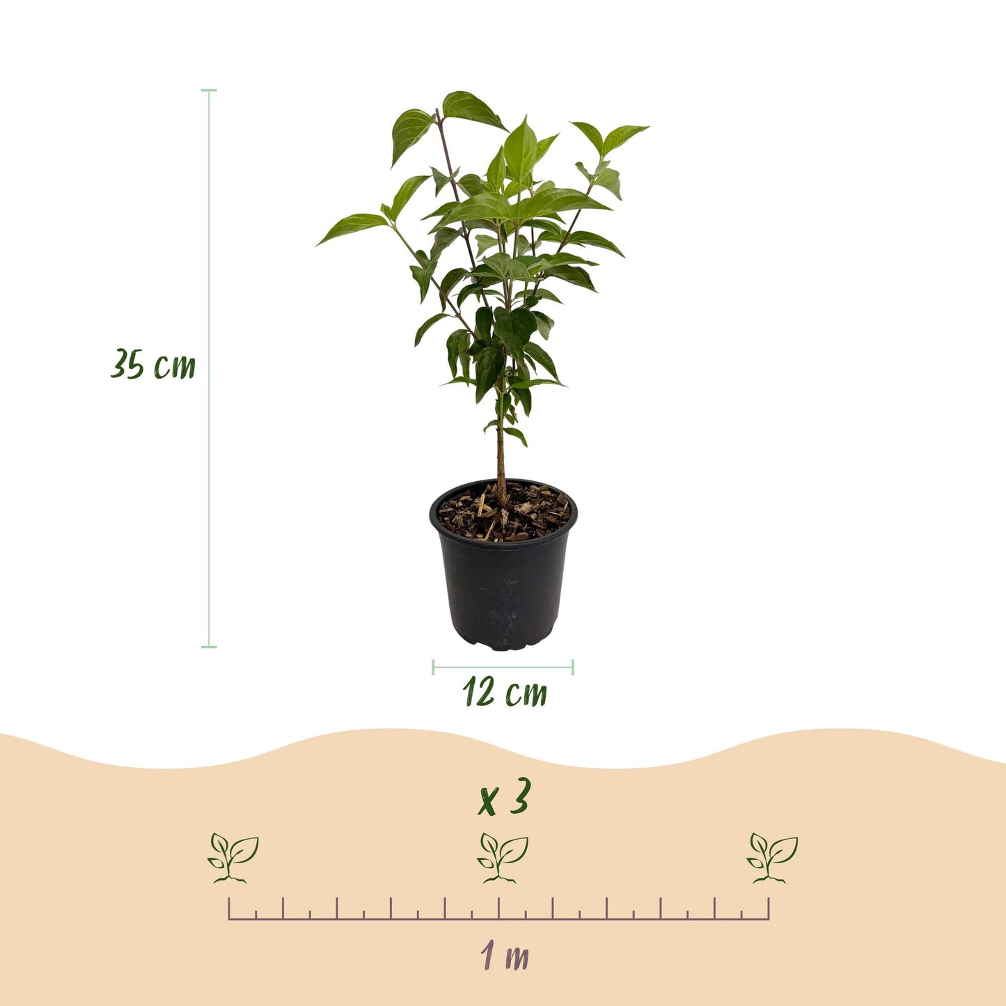 Green boutiQ - Tuinplant - Cornus kousa chinensis - Bloem Wit - 1 Plant - Bladverliezend - Weinig Onderhoud - Pot 12cm Hoogte 35cm