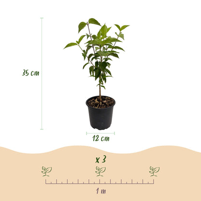 Green boutiQ - Tuinplant - Cornus kousa chinensis - Bloem Wit - 1 Plant - Bladverliezend - Weinig Onderhoud - Pot 12cm Hoogte 35cm