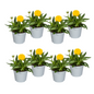 8x Coreopsis Grandiflora Ø13cm - ↕25 - 35cm