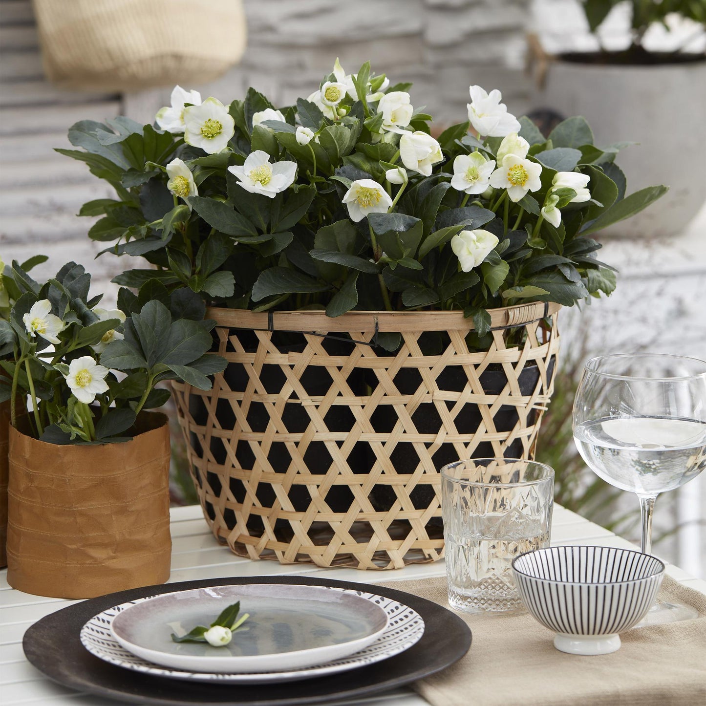 Green boutiQ - Tuinplant - Kerstroos - Helleborus Christmas Carol  - Witte Bloem -2 Planten - Groenblijvend - Pot 10,5cm Hoogte 25cm