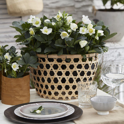 Green boutiQ - Tuinplant - Kerstroos - Helleborus Christmas Carol  - Witte Bloem -2 Planten - Groenblijvend - Pot 10,5cm Hoogte 25cm