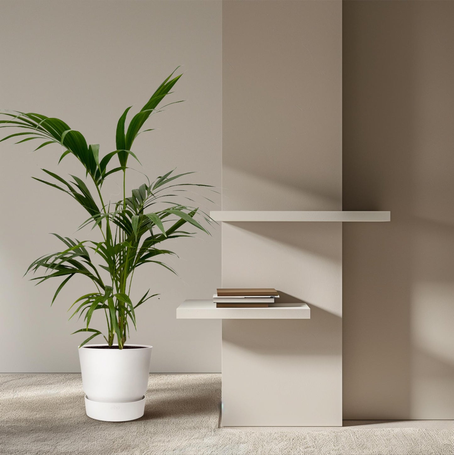 Kentia Palm - 130 cm - Ø24cm