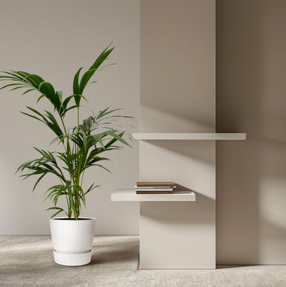 Kentia Palm - 130 cm - Ø24cm