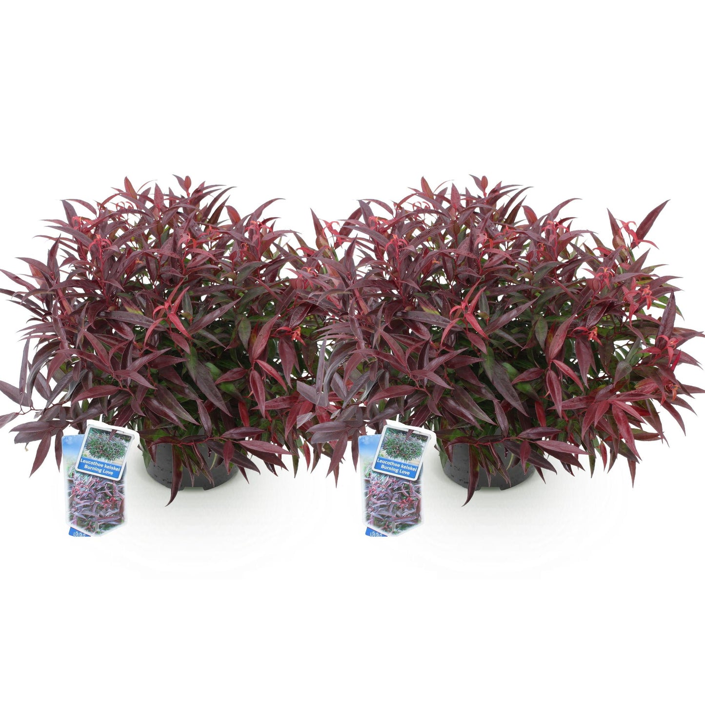 Green boutiQ - Tuinplant - Leucothoe Burning Love - Rood - 2 Planten - Groenblijvend - Weinig Onderhoud - Pot 17cm Hoogte 45cm