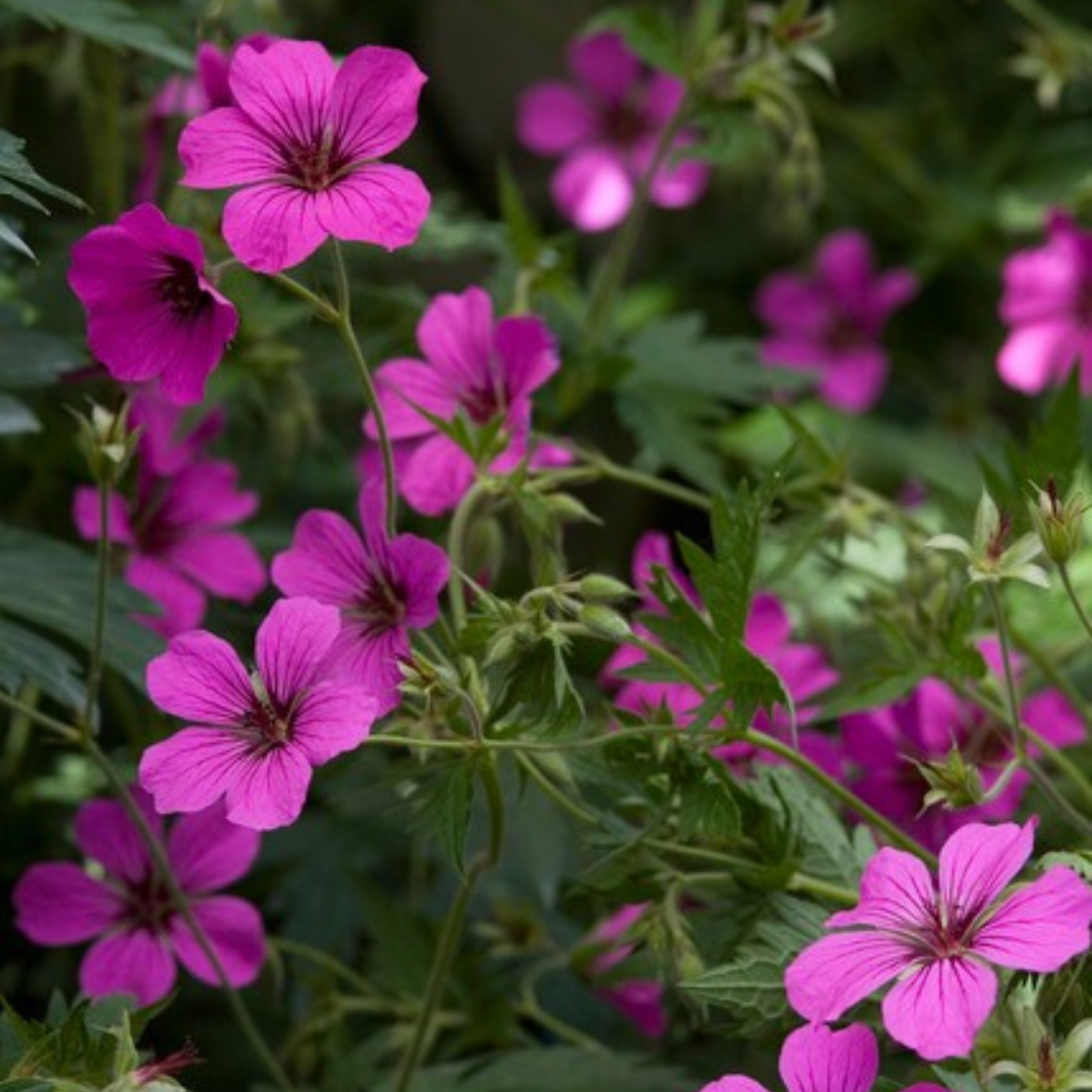 12x Geranium sang. 'Max Frei' - ↕10-25cm - Ø9cm