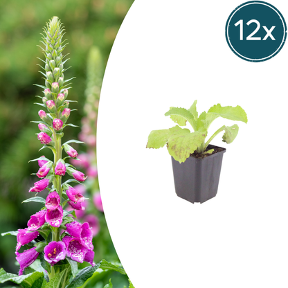12x Digitalis purpurea - ↕10-25cm - Ø9cm