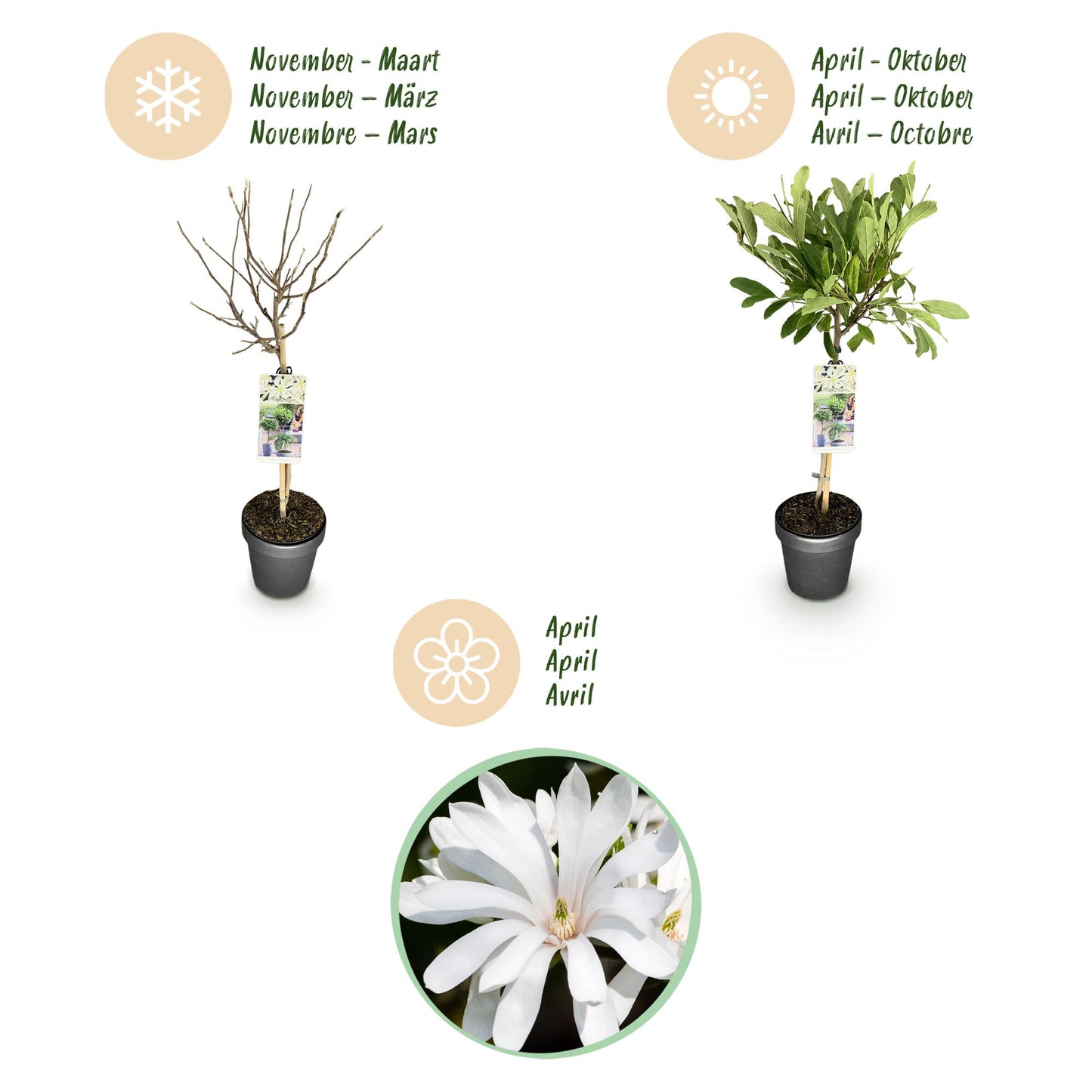Green boutiQ - Plant op Stam - Magnolia stellata -Terras Plant - Bladverliezend - Winterhard - Witte Bloem - Pot 19cm Hoogte 90cm