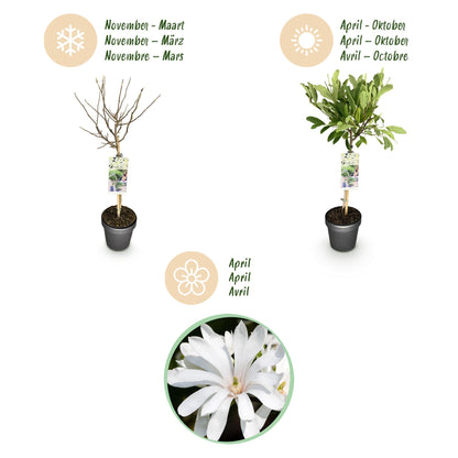 Green boutiQ - Plant op Stam - Magnolia stellata -Terras Plant - Bladverliezend - Winterhard - Witte Bloem - Pot 19cm Hoogte 90cm