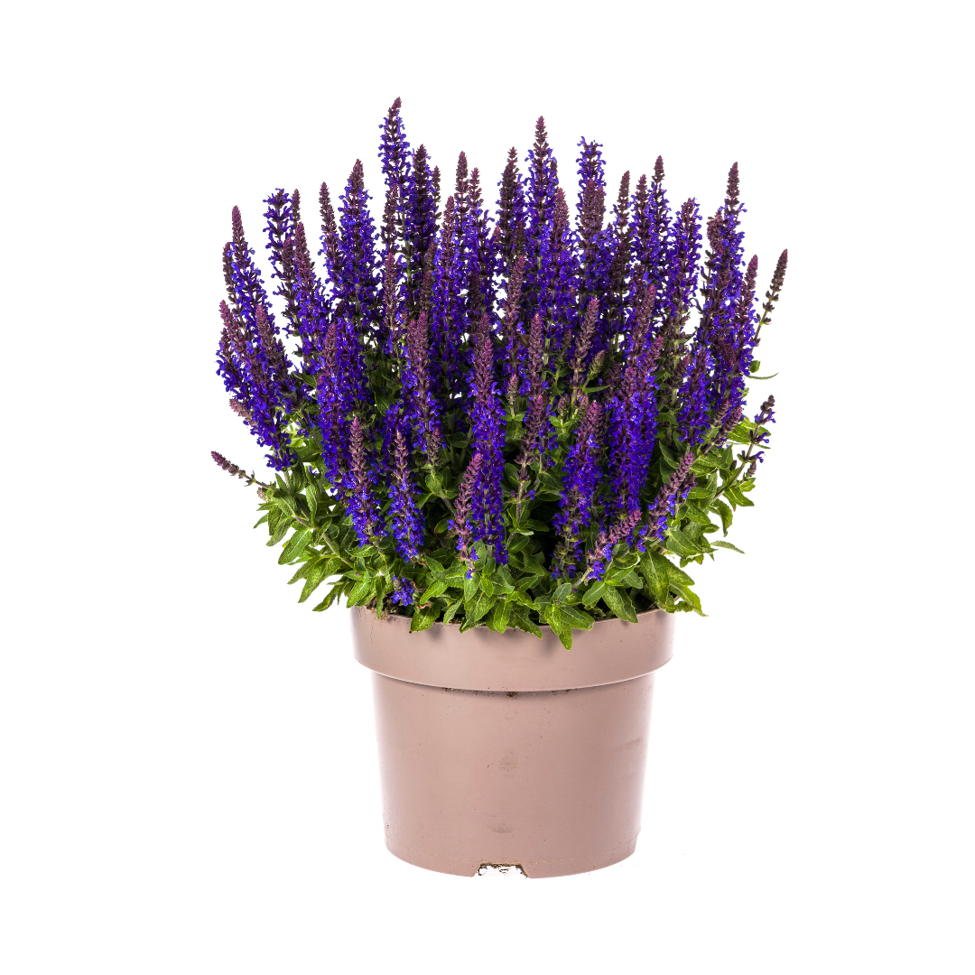 Salvia nemorosa Rianne Ø19cm - ↕50 - 60cm