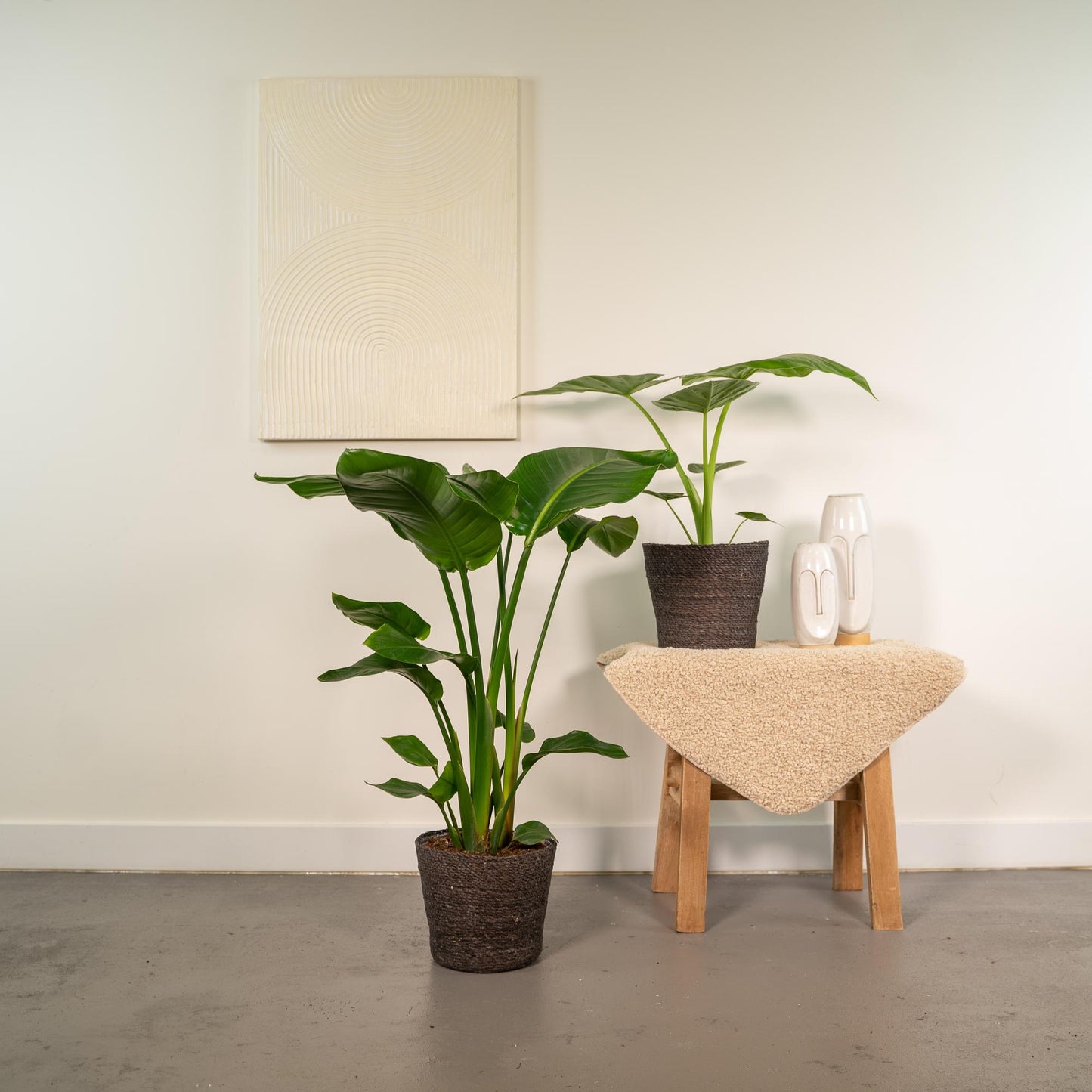 Strelitzia Nicolai - Ø19cm - ↕85cm + Alocasia Macrorrhiza - Ø19cm - ↕70cm + Mand Igmar