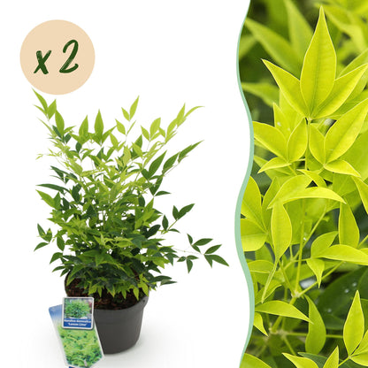 Green boutiQ - Tuinplant - Nandina Lemon & Lime - Geel - 2 Planten - Groenblijvend - Weinig Onderhoud - Pot 17cm Hoogte 45cm