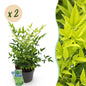 Green boutiQ - Tuinplant - Nandina Lemon & Lime - Geel - 2 Planten - Groenblijvend - Weinig Onderhoud - Pot 17cm Hoogte 45cm