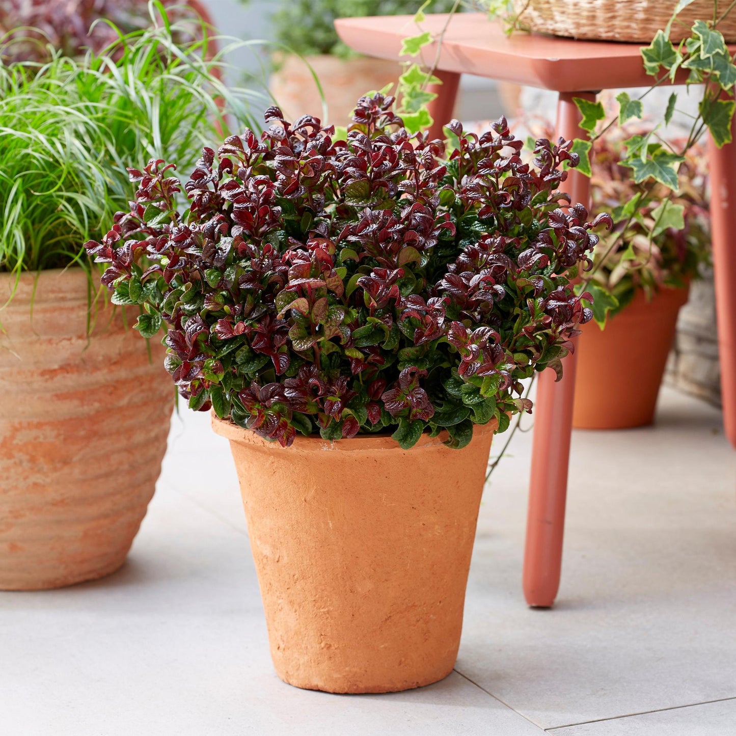 Green boutiQ - Tuinplant - Leucothoe Curly Red - Rood - 2 Planten -  Groenblijvend - Weinig Onderhoud - Pot 17cm Hoogte 40cm