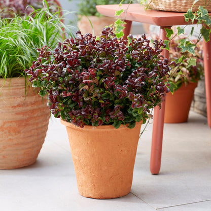 Green boutiQ - Tuinplant - Leucothoe Curly Red - Rood - 2 Planten -  Groenblijvend - Weinig Onderhoud - Pot 17cm Hoogte 40cm
