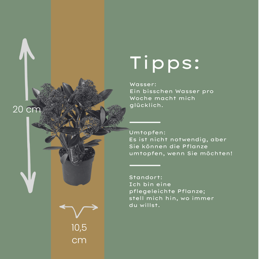 Set van 3 Skimmia 'Rubella' – Ø10,5 cm – ↨ 20-25 cm