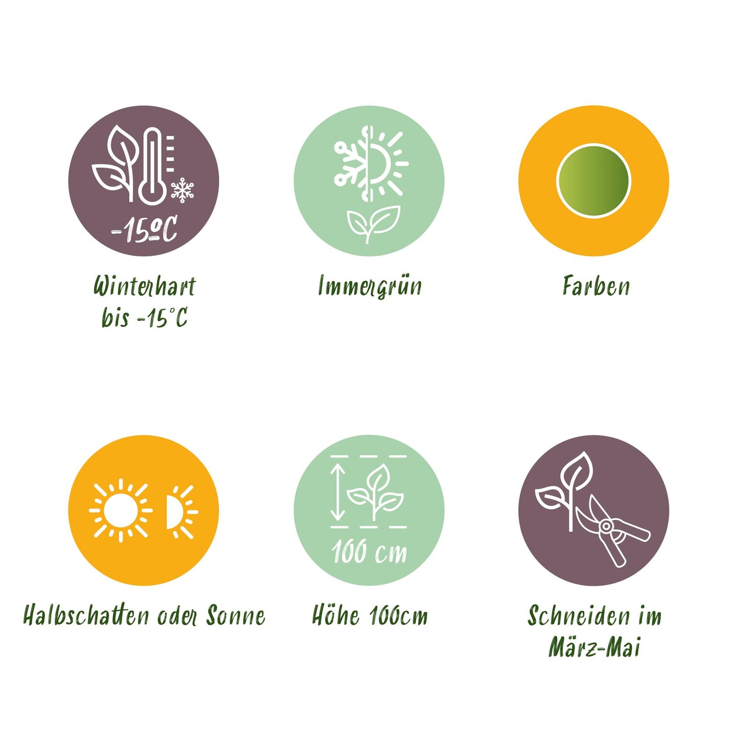 Green boutiQ - Tuinplant - Nandina Lemon & Lime - Geel - 1 Plant - Groenblijvend - Weinig Onderhoud - Pot 17cm Hoogte 45cm