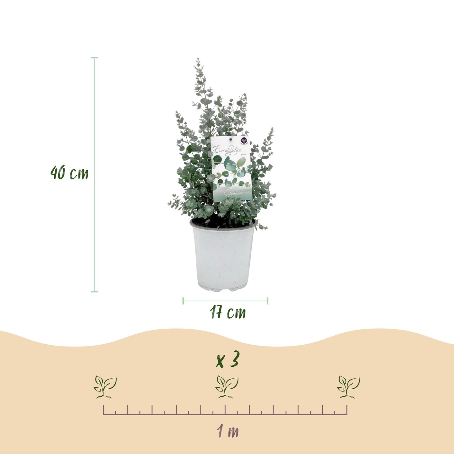 Green boutiQ - Terrasplant - Eucalyptus boom - Eucalyptus gunni  - Grijs - 4 Planten - Winterhard - Pot 17cm Hoogte 40cm