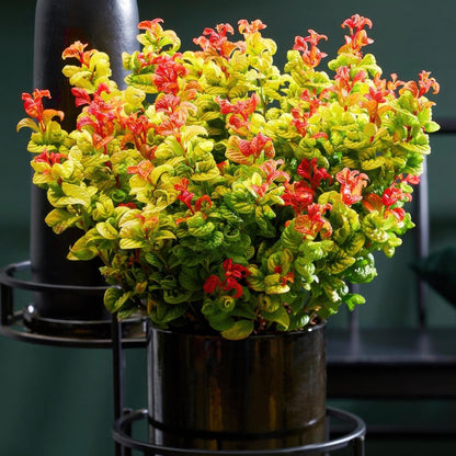 Green boutiQ - Tuinplant - Leucothoe Curly Gold - Geel - 2 Planten - Groenblijvend - Weinig Onderhoud - Pot 17cm Hoogte 40cm